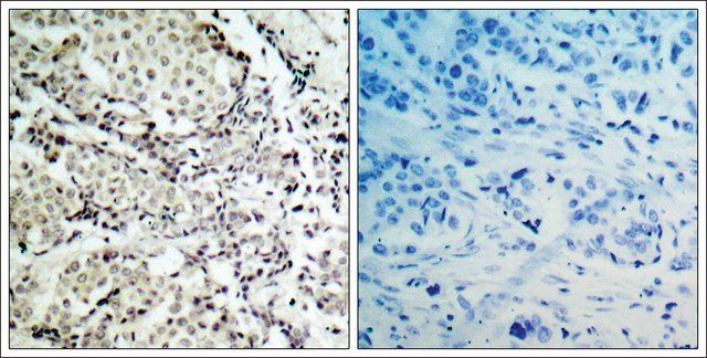 Anti-MAP2K3 (Ab-189) antibody produced in rabbit