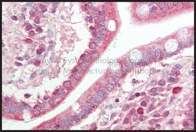 Anti-MAPK13 antibody produced in rabbit