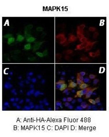 Anti-MAPK15 antibody produced in rabbit