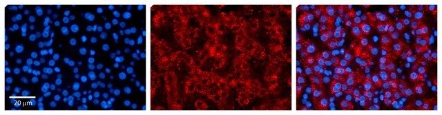 Anti-MAP2K3 (ab1) antibody produced in rabbit