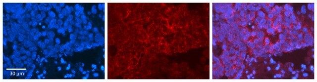 Anti-MAPK3 antibody produced in rabbit