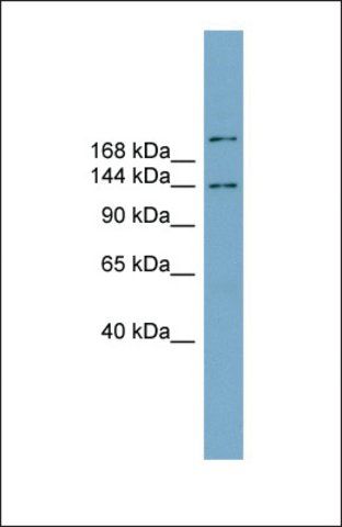 Anti-MAPKBP1, (N-terminal) antibody produced in rabbit