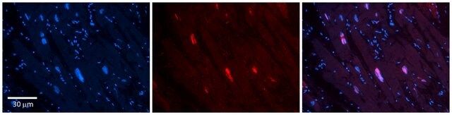 Anti-MCM4 (AB1) antibody produced in rabbit