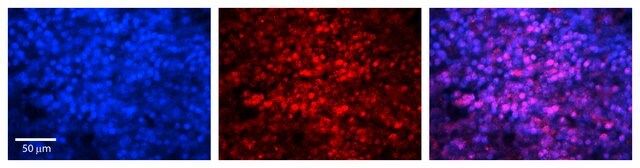 Anti-MAX antibody produced in rabbit