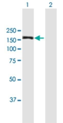 Anti-MAPKBP1 antibody produced in mouse