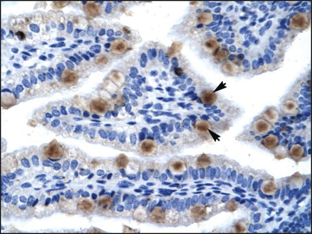 Anti-MCM6 antibody produced in rabbit