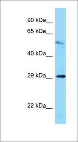 Anti-MEMO1 antibody produced in rabbit