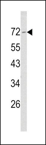 ANTI-MERLIN(N-TERMINAL) antibody produced in rabbit