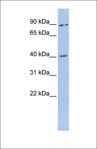 Anti-MEIS3 (ab2) antibody produced in rabbit