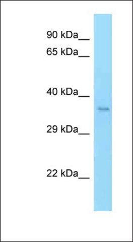 Anti-MFNG antibody produced in rabbit