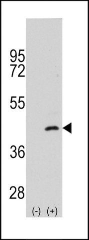 ANTI-MEKK4 (MAP2K4) (S257) antibody produced in rabbit