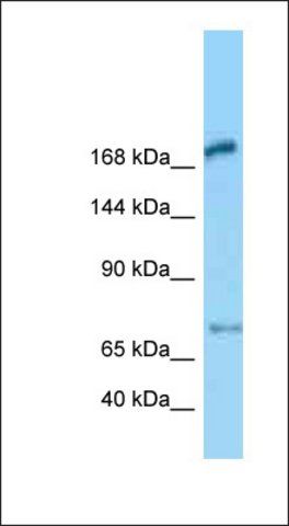 Anti-MEGF6 antibody produced in rabbit