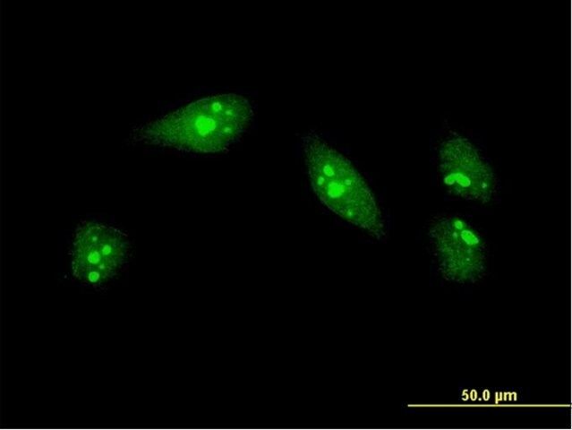ANTI-MEOX1 antibody produced in mouse