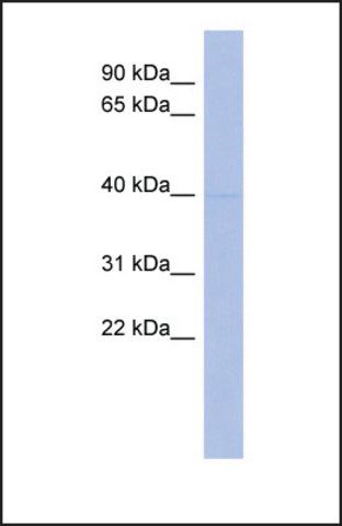 Anti-MEIS1 antibody produced in rabbit