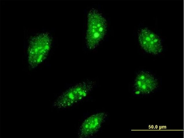 ANTI-MEOX2 antibody produced in mouse