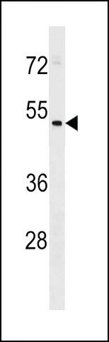 ANTI-HEPACAM2(C-TERMINAL) antibody produced in rabbit