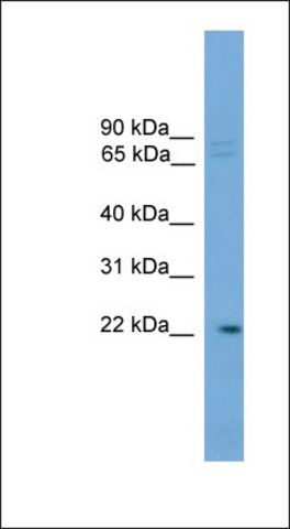 Anti-HOM-TES-103 antibody produced in rabbit