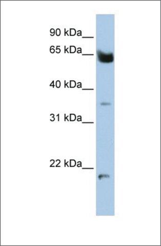 Anti-HOMEZ antibody produced in rabbit