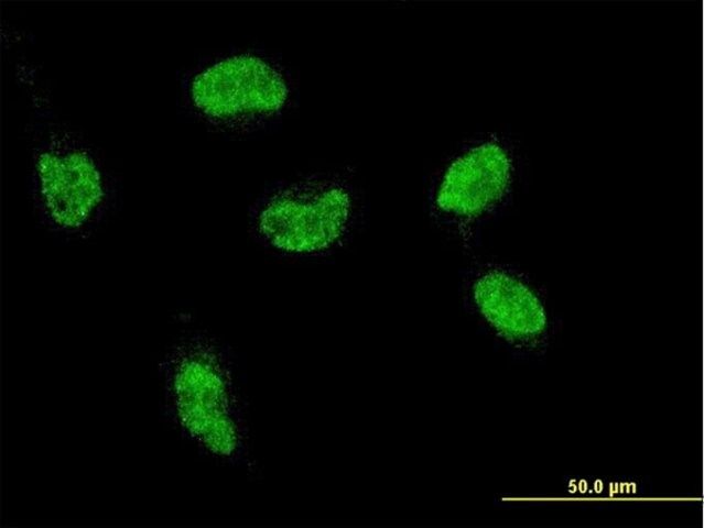 ANTI-HOXA5 antibody produced in mouse