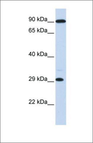 Anti-HOXB8 antibody produced in rabbit