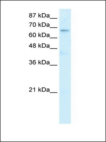 Anti-HR (AB1) antibody produced in rabbit