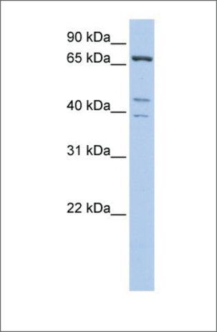 Anti-IPP antibody produced in rabbit