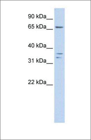 Anti-IQCE antibody produced in rabbit