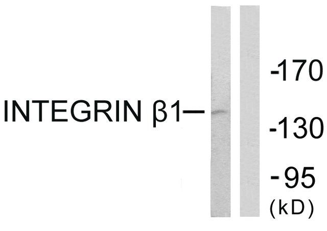 Anti-Integrin β1 antibody produced in rabbit