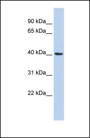 Anti-INSIG1 antibody produced in rabbit