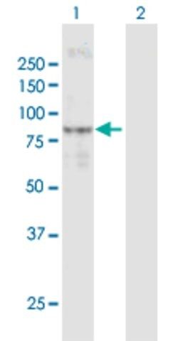 Anti-INPP5B antibody produced in mouse