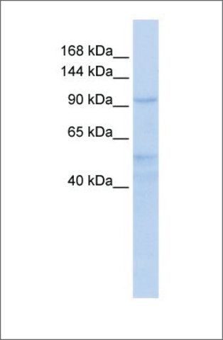 Anti-INTS4 antibody produced in rabbit