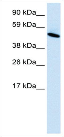 Anti-INSM1 antibody produced in rabbit