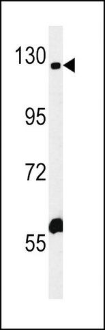 ANTI-IQSEC3 (N-TERM) antibody produced in rabbit