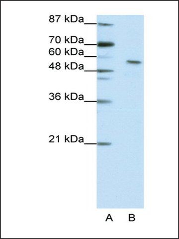 Anti-INSM2 antibody produced in rabbit