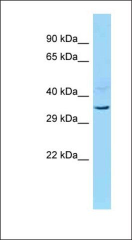 Anti-INO80B antibody produced in rabbit