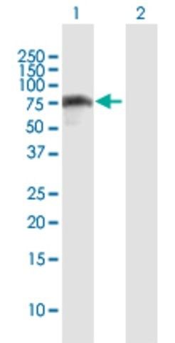 Anti-IRF2BP2 antibody produced in mouse