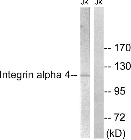 Anti-Integrin α4 antibody produced in rabbit
