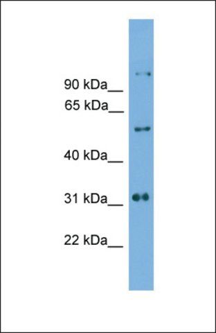 Anti-IRX2, (C-terminal) antibody produced in rabbit