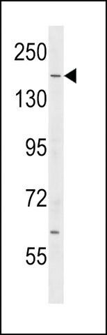 ANTI-IQGAP2(C-TERMINAL) antibody produced in rabbit