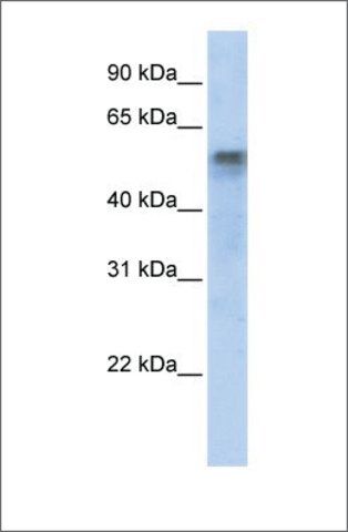 Anti-IRF6 (ab3) antibody produced in rabbit