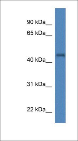 Anti-IRGC1 antibody produced in rabbit