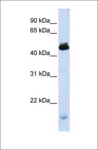 Anti-KCMF1 (ab1) antibody produced in rabbit