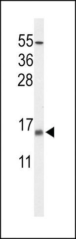 ANTI-KCE1L (CENTER) antibody produced in rabbit