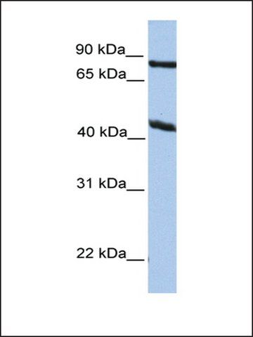 Anti-KCNK4 antibody produced in rabbit
