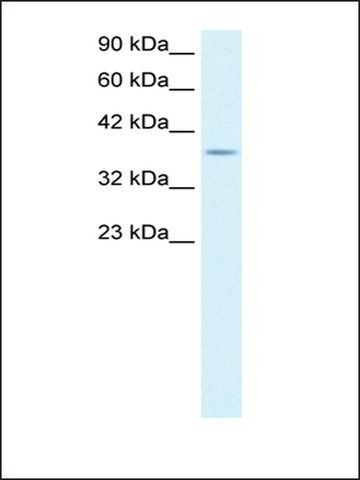 Anti-KLF8 (ab2) antibody produced in rabbit