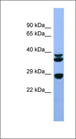 Anti-FGF3 antibody produced in rabbit