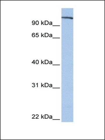 Anti-FES antibody produced in rabbit