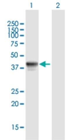 Anti-FLJ42177 antibody produced in mouse