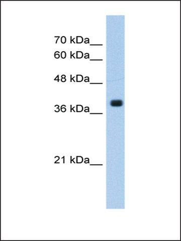 Anti-FNTA antibody produced in rabbit