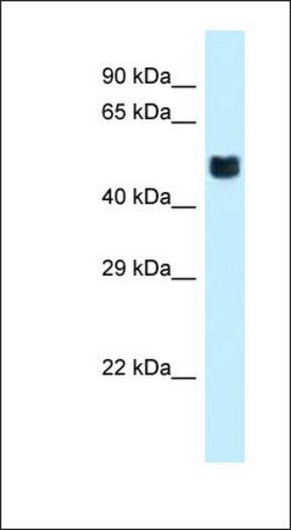 Anti-FOXO4 antibody produced in rabbit